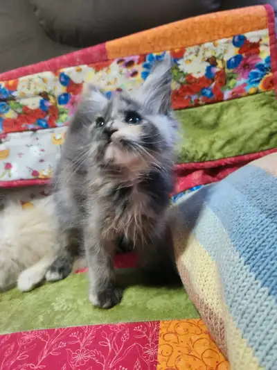 Maine Coon mâle et femelles, View more