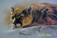 RARE UNFRAMED A/P COUGAR PORTRAIT 1986 by NANCY GRAY OGLE