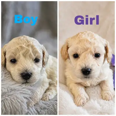 Poochon Puppies - Hypoallergenic Non Shedding / 2 Left, View more