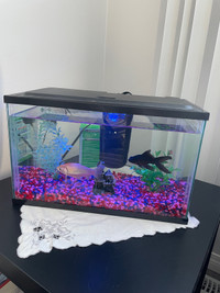 Fish Tank with Gold Fish