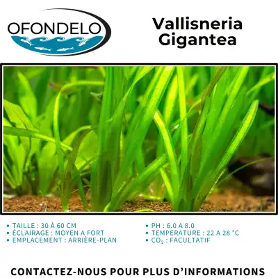 Vallisneria Gigantea, View more