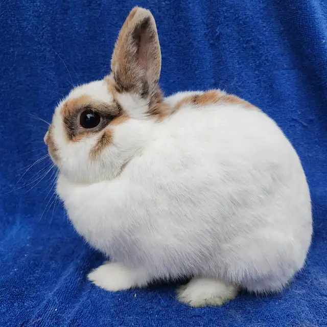 EXTRAORDINARY NETHERLAND DWARF BABY BUNNY RABBITS in Small Animals for Rehoming in London - Image 11