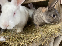 Rabbits Flemish giants for sale