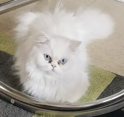 White Persian , View more