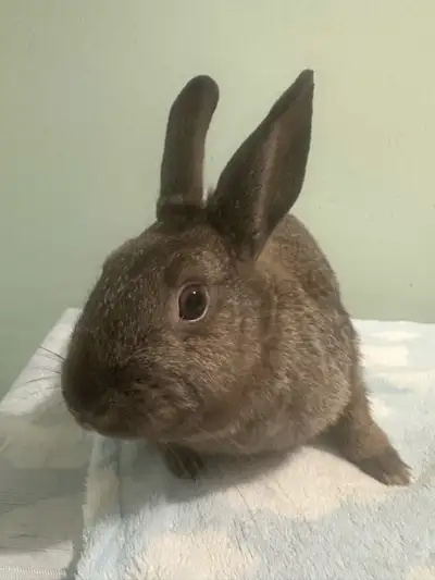 Dwarf Girl Bunny, View more