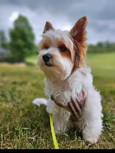 Hypoallergenic and non shedding litter of adorable Biewer Yorkie puppie Born on Jan 29, 2025. Only 1...