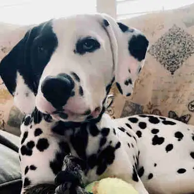 Dalmatian in need of new home, View more
