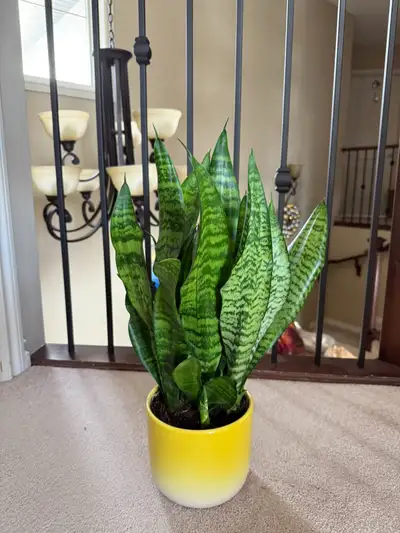 Selling Sanseveria with a fancy pot - Air purifying plant, View more