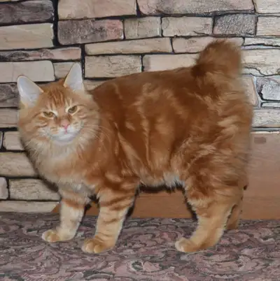 Si vous cherchez un chat avec une personnalité unique et un look distinctif, le Kurilian Bobtail est...