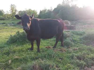 semi angus cow , View more