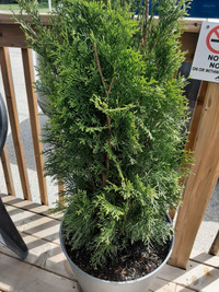 Cedar trees for replanting  