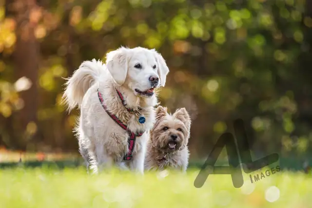 Pet Photography in Animal & Pet Services in Ottawa - Image 3