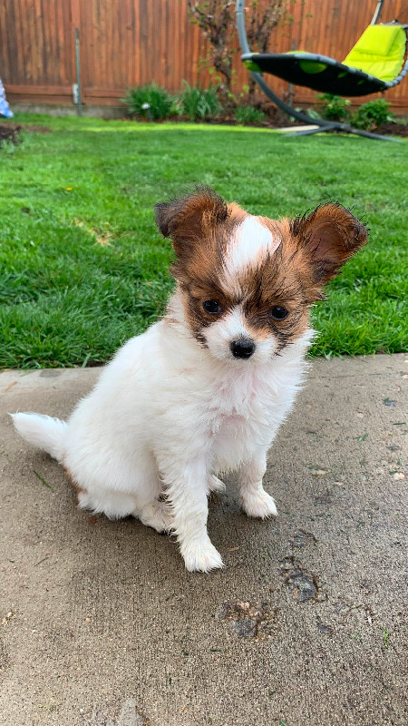 Papillon Puppy for Sale in Dogs & Puppies for Rehoming in Penticton