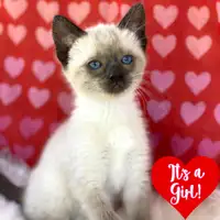 ❤️Are you looking for an adorable & cuddly Ragdoll kitten? ❤️