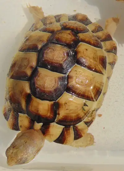 Willing to trade a Male Egyptian Tortoise born April /23 for a Female sexed Egyptian Tortoise. NO Sh...