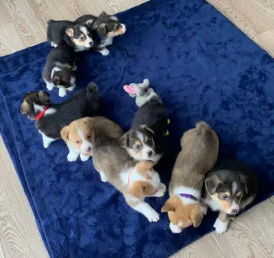 CORGI PUPPIES, View more