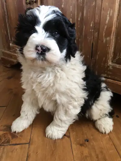 sheepadoodles, View more