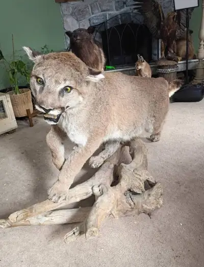 Cougar Taxidermy for sale, View more
