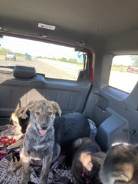 11 week old male puppy