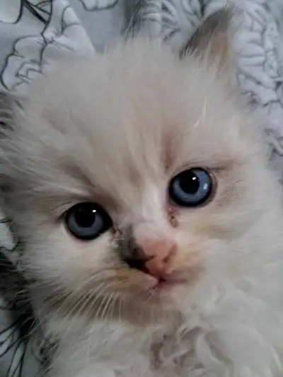 ragdoll lynx kittens, View more