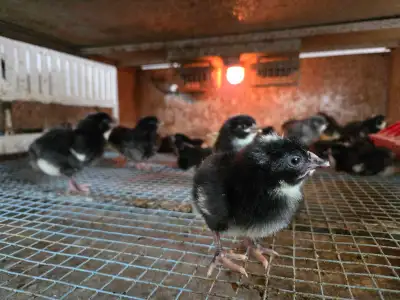 barred rock chicks , View more