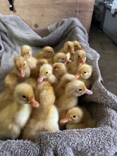 Ducklings , View more