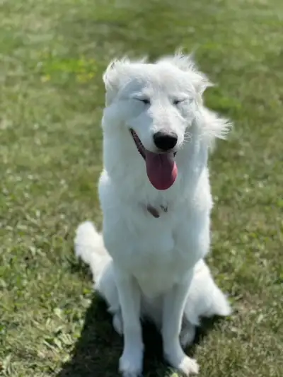 Luna is a very energetic, sweet dog looking for a loving home. This Nov 26 she'll be turning 5 years...
