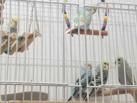 5 budgies for 120