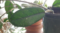 Hoya Carnosa