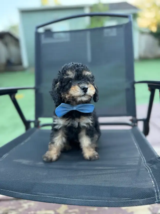 Male toy poodle puppies in Dogs & Puppies for Rehoming in North Shore - Image 8