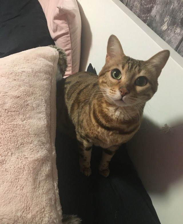 Bengal femelle in Cats & Kittens for Rehoming in Laurentides