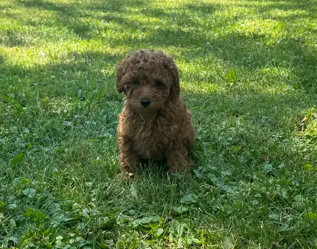 Canadian Kennel Club (CKC) Registered Toy Poodle Puppies in Dogs & Puppies for Rehoming in Oakville / Halton Region - Image 3
