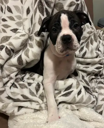 Boston Terrier Puppies, View more