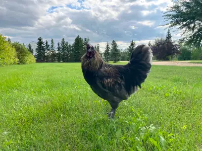 Beautiful Calm Rooster, View more