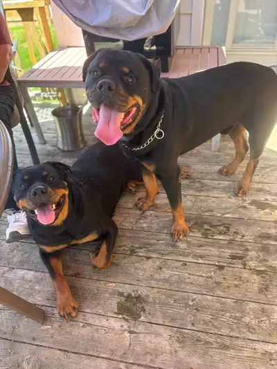 Expecting a littler of Rottweiler puppies Mid July. Dad is CKC Registered Roman Rottweiler - 134lbs...
