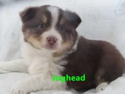Mini Aussie Puppies, View more