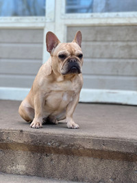 Femelle bulldog français 2 ans stérilisé 