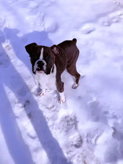 Boxer puppy, View more