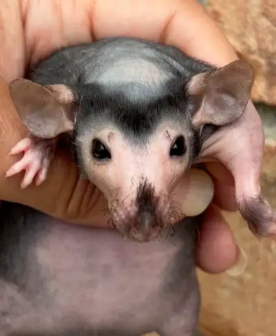werewolf rat babies , View more