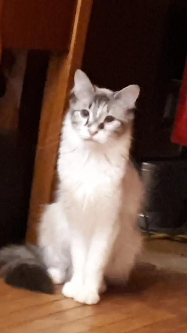 2 chattes ragdolls in Cats & Kittens for Rehoming in Laurentides - Image 5