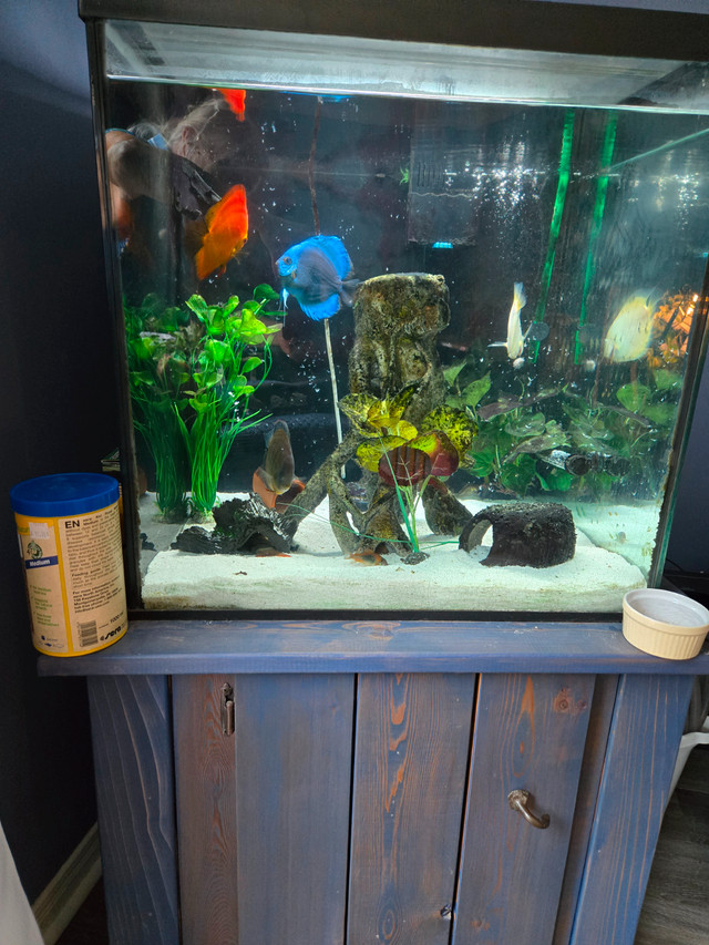 Moving.  Fish tank and all accessories must go. $400 obo in Fish for Rehoming in London