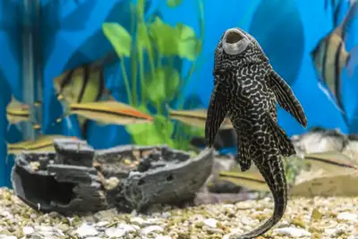 Size:- 12inch Also have small big pleco Delivery available