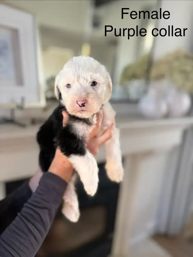 Old English Sheepdog puppies | Dogs & Puppies for Rehoming | Calgary ...