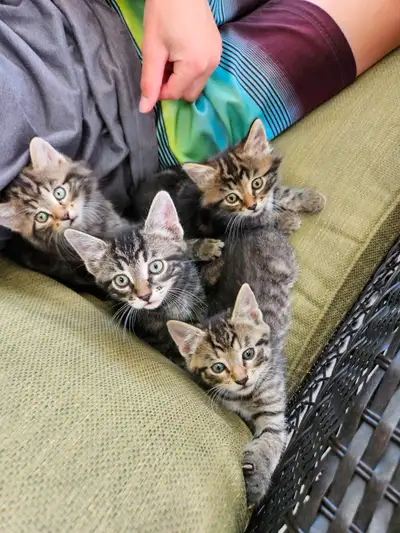 4 healthy, litter trained farm kittens. Friendly, adjusted to children