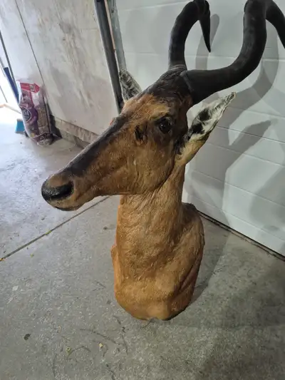 red hartebeest shoulder mount