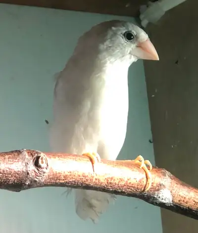 I am looking for Pure White or Nearly White Society finch Under 2 years old, male or female Please s...