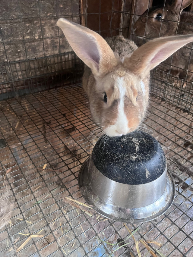 NewZealand / Flemish Bunny in Small Animals for Rehoming in Abbotsford