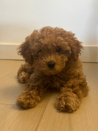 Female Tiny Purebred Toy Poodle 
