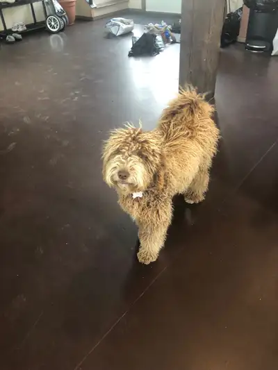 Mini golden doodle puppy!, View more