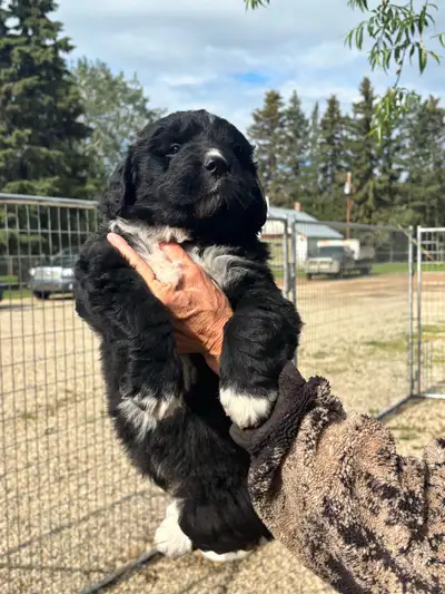 Purebred Newfoundland Puppies, View more